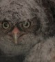 Four Eastern Screech Owlets in Owl Box Nest