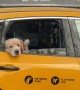 Golden Retriever Waves From Taxi