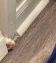 Trapped Cat Knocks On Broom For Help