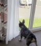 Playing With a French Bulldog Through a Window