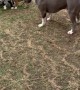 Dog Dad Teaching His Pups to Tug-O-War
