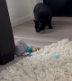 Easily Startled Cat Jumps at Rug Pulls