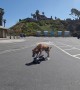 Senior Dog Still Loves Skateboarding