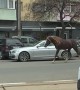 Horse Runs Loose In Bucharest