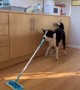 Simba The Dog Cleaning The Floor