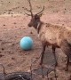 Teaching an Elk to Play Ball