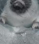 Seal Comes Through Hole in the Ice