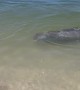 Dolphin Encounter During Morning Beach Walk