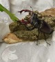 European Stag Beetle