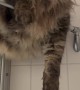 Clingy Cat Climbs onto Shower Door