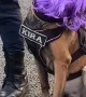 Security Dog at a Shakira Concert