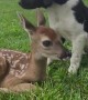Pup and Fawn Become Friends