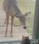 Cat Meets a Deer for the First Time