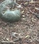 Playful Squirrel Entertains Itself With a Stick