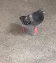 Shufflin' Pigeon