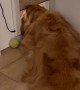 Dog Lets Pet Door Bonk Top Of Head