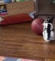 Bunny Loves Playing Basketball