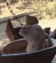 Goat Relaxes On Patio Chair
