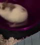 Hamster Runs Fast on Hamster Wheel