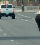 Cow Runs Across Busy Road