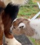 Bernese Mountain Dog Befriends Orphaned Goat