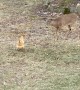 Yearling Fawn Tries To Befriend Chicken