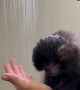 Timid Monkey Takes A Shower