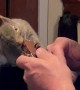 Squirrel Shares Chocolate Treat With Dad