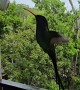 Hand Feeding A Hummingbird