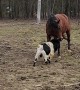 Goat Tries to Headbutt a Horse