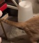 Orange Cat Discovers Humidifier Steam