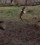 Pittie Has the Time of His Life Swinging From Tree