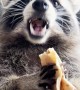 Raccoon Eats Pancakes With Pleasure