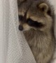 Pet Raccoon Doesn't Trust Fan