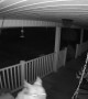 Dog Goes For A Midnight Swing On Porch