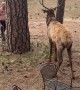 Peekaboo With an Elk