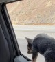 Curious Puppy Falls Out Of Parked Car Window