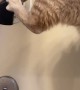 Orange Cat Fell Into My Tub