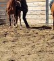 Stock Colt Bucks Rider Off