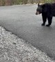 Encounter With a Curious Black Bear