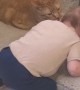 Cat Bathes Baby In Playpen