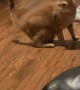 Orange Cat Chases His Tail’s Shadow