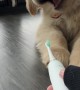 Golden Retriever Does Battle With Sonic Toothbrush
