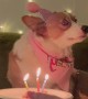 Corgi Doesn't Trust Candles on Birthday Treat