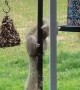 Gymnast Squirrel Reaches Bird Feeder