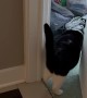 Clever Cat Opens Door To Room