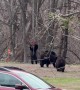 Bear Cubs Play in Connecticut Backyard