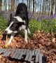 Border Collie Plays Glockenspiel