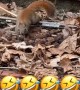 Squirrel Rushes To Hide Nuts In Boot
