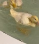 Ducks Splash Around During First Tub Swim